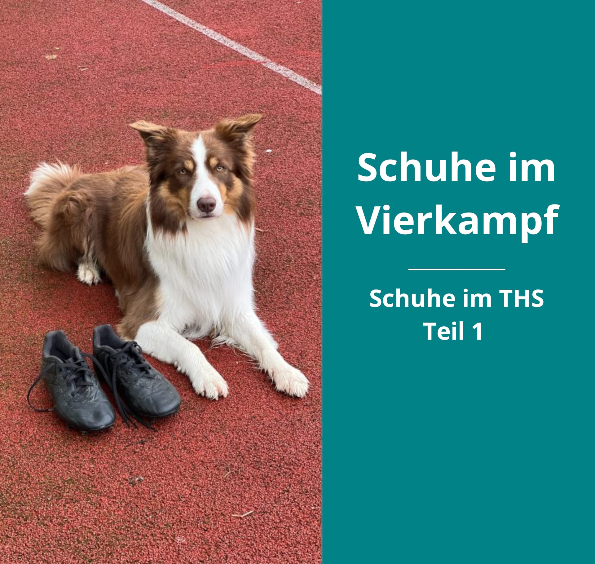 Border Collie Ayx liegt neben den Fußballschuhen die für den Turnierhundsport und im Speziellen dem Vierkampf am besten geeignet sind.