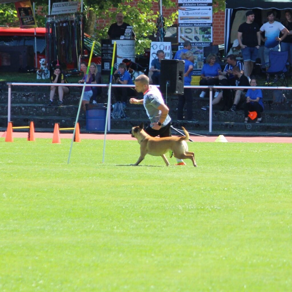 Fabian Gegenheimer Slalom im Vierkampf des Turnierhundsport. Er sprintet gemeinsam mit seiner Malinois Hündin durch ein breites Slalomtor.