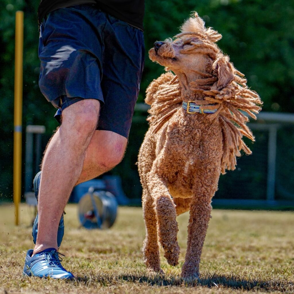 Pudel Rigby beim Turnierhundsport. Während der Sprintdisziplin Slalom schaut er aufmerksam seinen Hundesportler an.