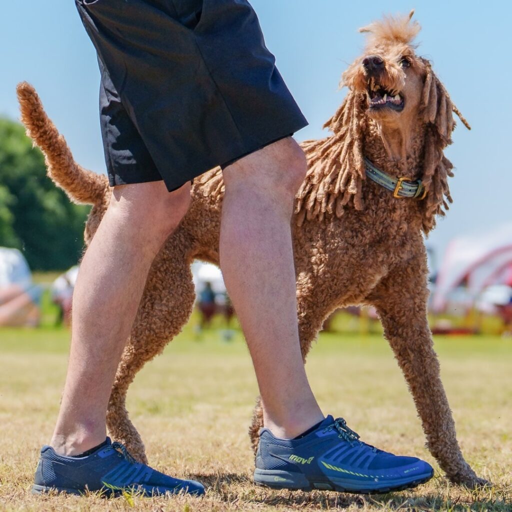 Sportpudel Rigby bei der Unterordnung des Vierkampf im Turnierhundsport. Er schaut während der Unterodrnung aufmerksam seinen Hundesportler im Fuß an.