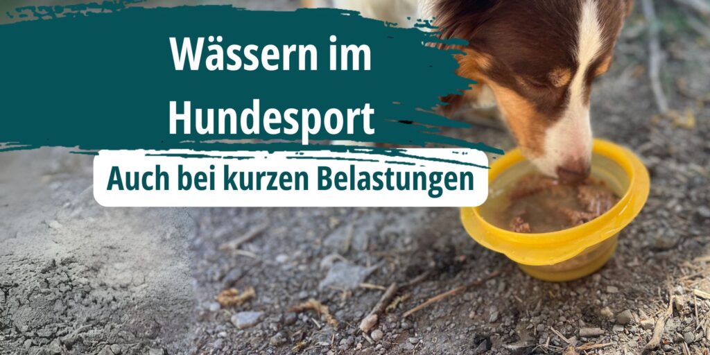 Ein Hund trink Wasser aus einem gelben Napf. Es ist Nassfutter beigemischt, damit er freudiger trinkt. Die Überschrift lautet: Wässern im Hundesport auch bei kurzen Belastungen. Sporthunde im Agility, THS, Obedience oder IGP sollten nämlich auch gewässert werden.