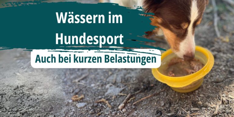 Wässern im Hundesport – Wichtig auch bei Agility, Obedience, IGP und THS
