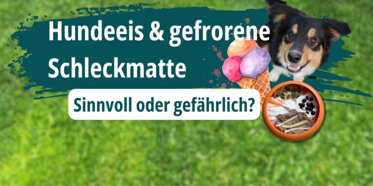 Hundeeis und gefrorene Schleckmatte – Sinnvoll oder gefährlich für den Hund?