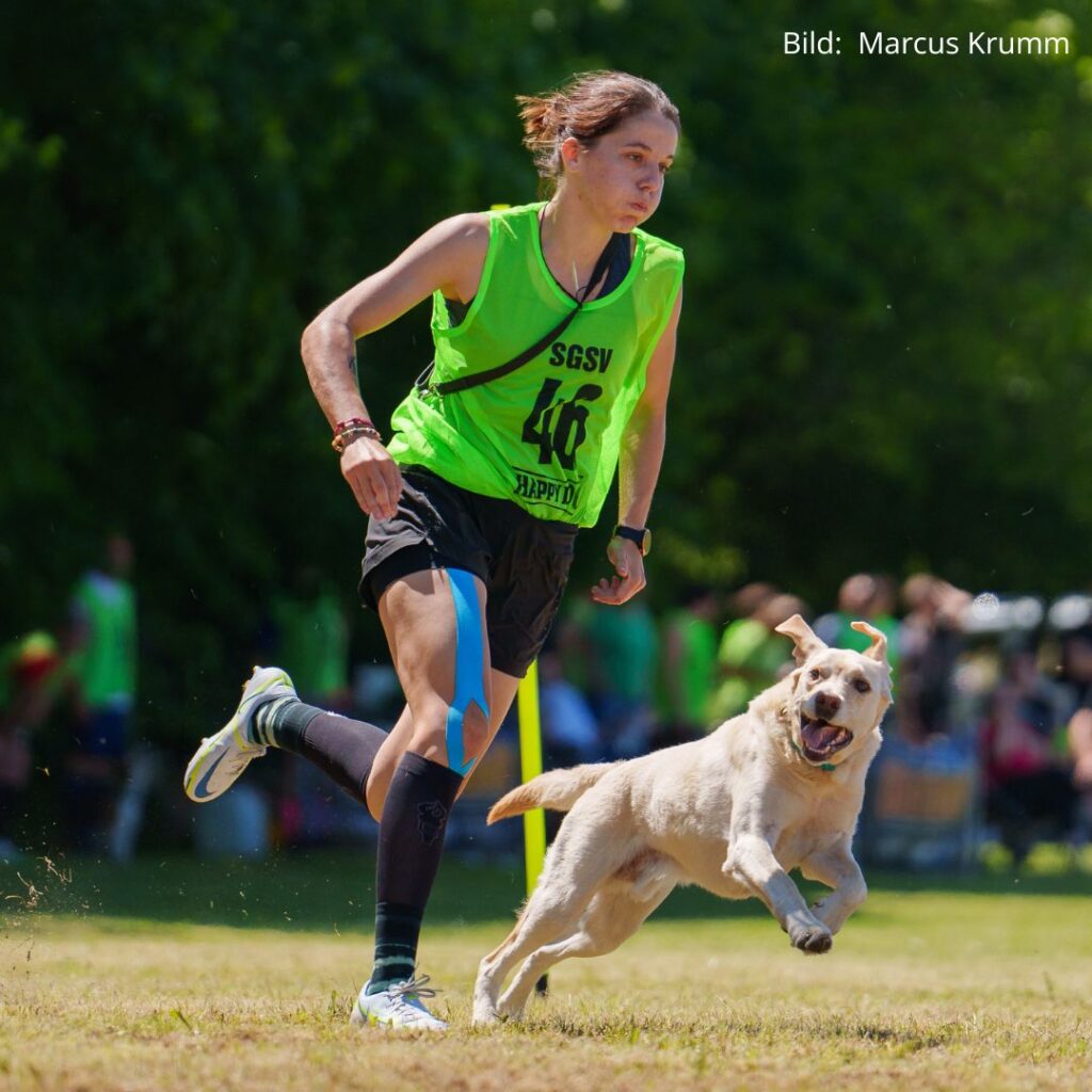 Die Hundesportlerin Julia Pöschel rennt gemeinsam mit ihrer Labrador Hündin Kira im Slalomlauf des Turnierhundsport fokussiert.