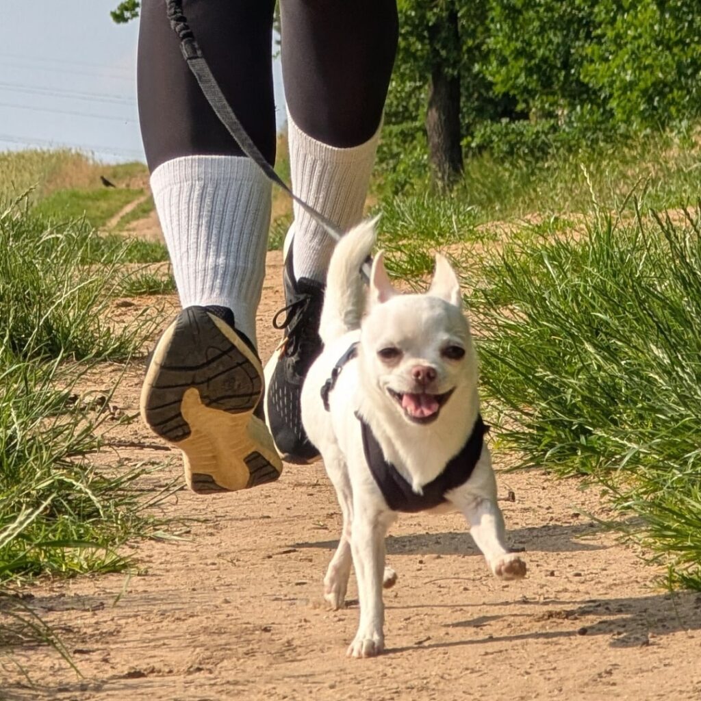 Ein kleiner weißer HUnd der Rasse Chihuahua ist an Geländelaufleine beim Canicross gemeinsam mit Sarah Rupp auf dem Trail.