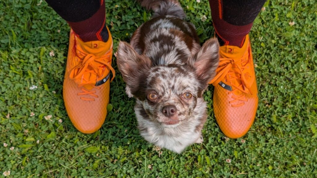 Ein Chihuahua sitzt zwischen den Fußballschuhen der Hundesportlerin Sarah Rupp und schaut aufmerksam in die Kamera. Sarah beweist mit ihren kleinen Hunden, dass auch kleine Rassen im Hundesport aktiv sein können.