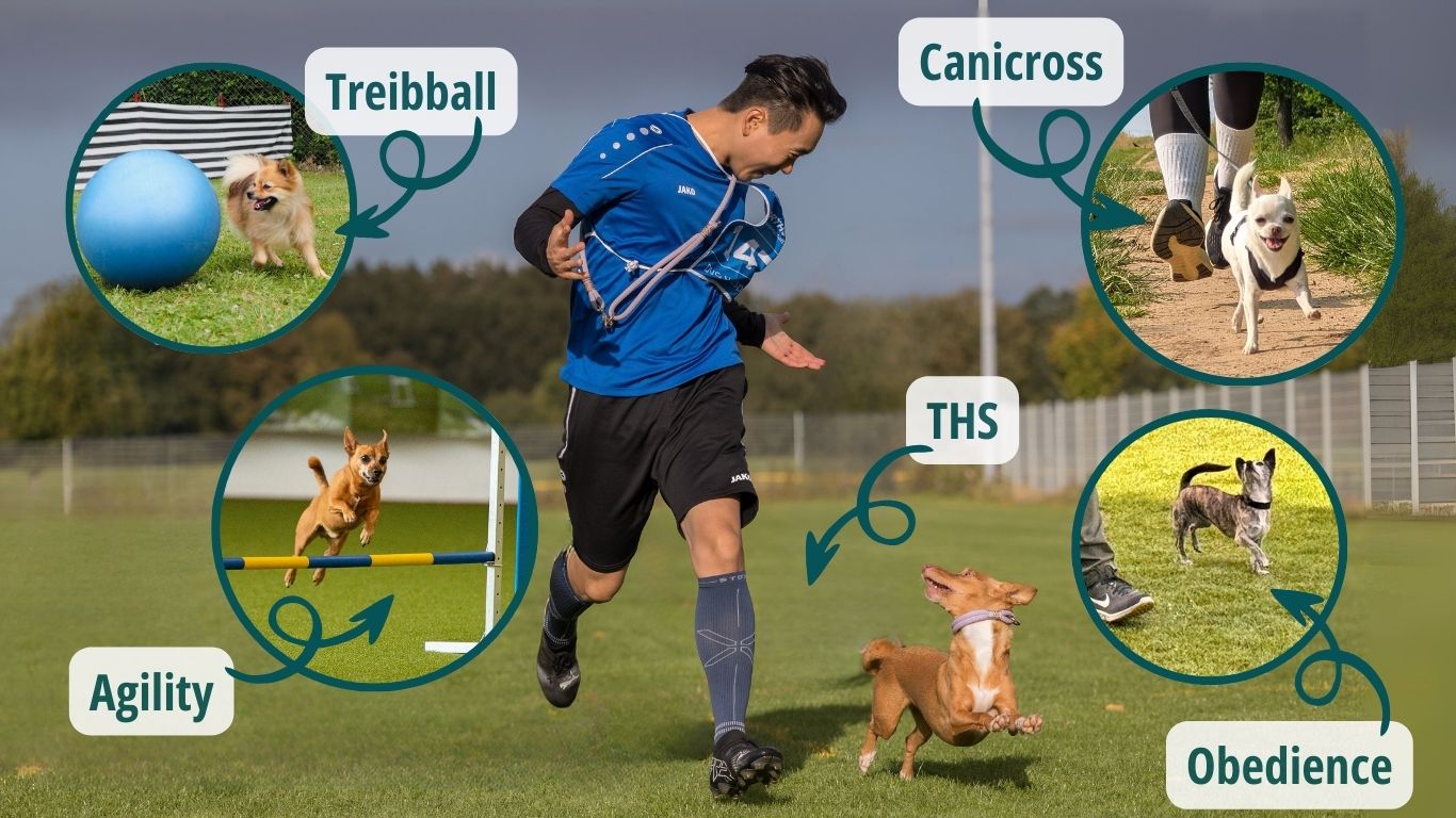 Es gibt viele verschiedene Hundesportarten die für kleine Hunderassen sehr gut geeignet sind. Hundesport ist gerade für kleine Hunde sinnvoll.