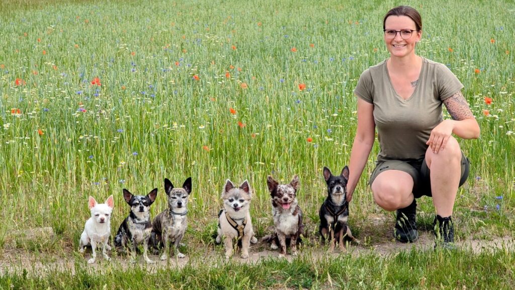 Sarah Rupp kniet neben ihren sechs Chihuahuas, die alle trotz ihrer kleinen Größe im Hundesport aktiv sind.