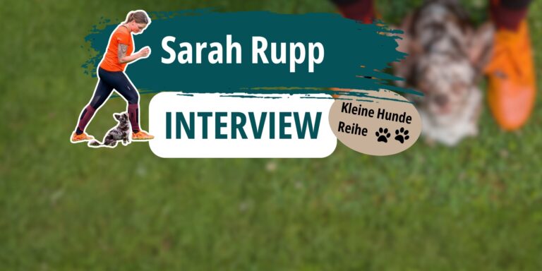 Interview mit Sarah Rupp – Hundsport mit sechs Chihuahuas
