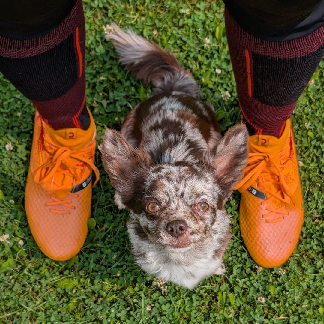 Der kleine Chihuahua sitzt zwischen den Fußen der Hundesportlerin Sarah Rupp und schaut erwartungsvoll, wann das Hundesporttraining endlich startet.