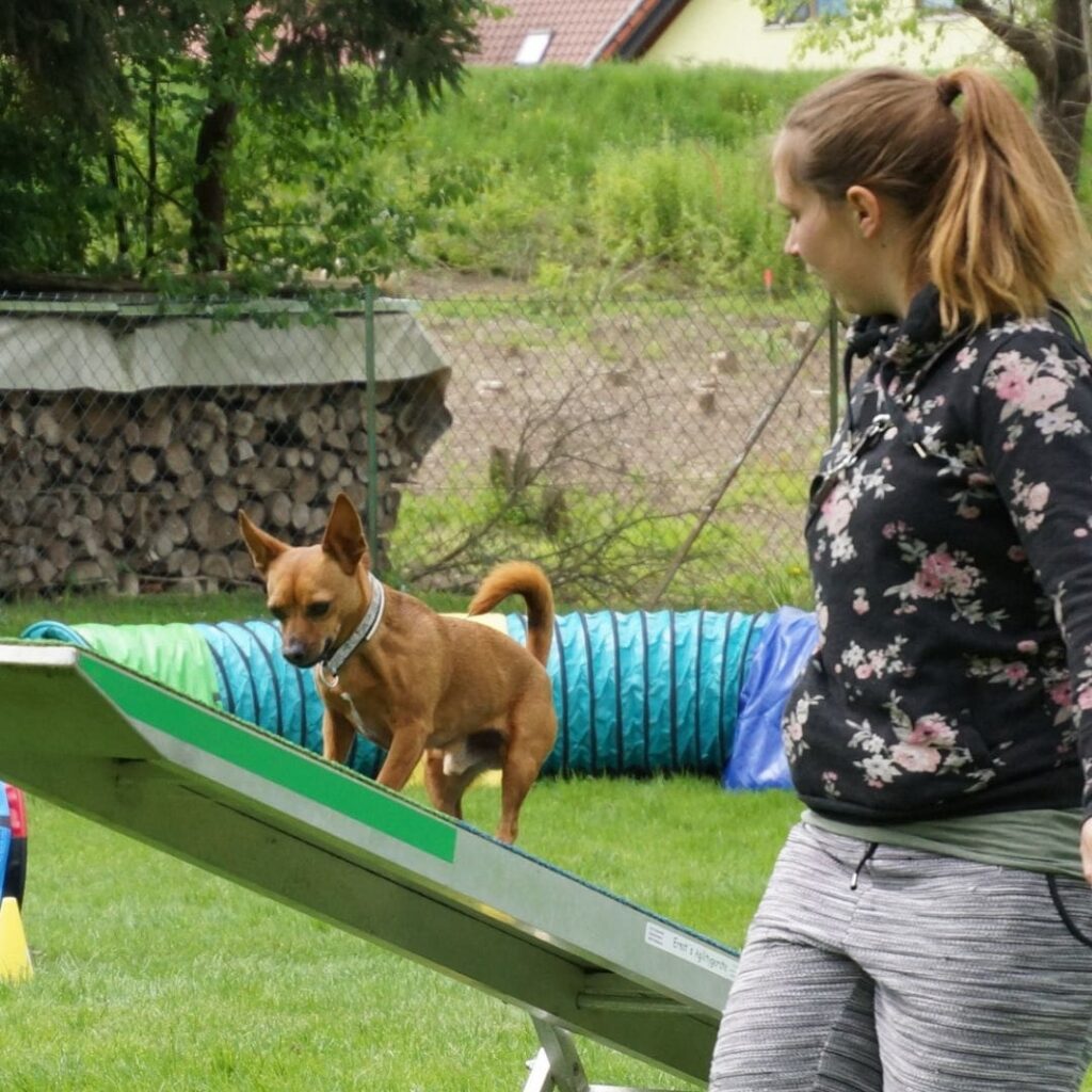 Auf der Wippe im Agility trifft Terrier Pedro sehr gut die Zone. Hundesportlerin Lisa North läuft neben ihn und lobt ihn.