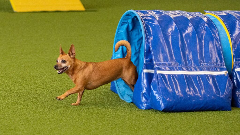 Terrier Pedro rennt aus dem blauen Agilitytunnel und schaut aufmerksam zu Hundesportlerin Lisa North.