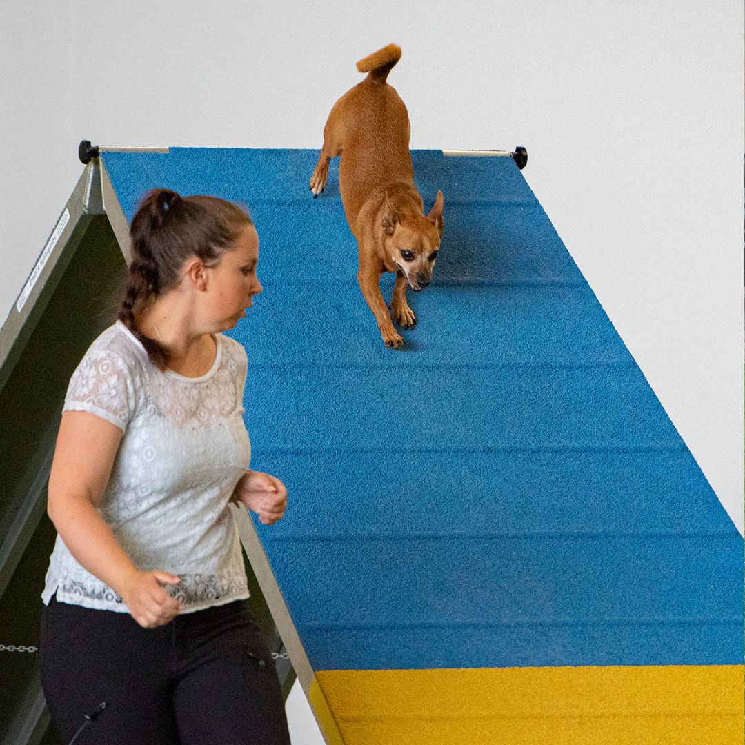 Kleiner Hund im Hundesport - Terrier Pedro läuft die A-Wand im Agility runter. Neben ihn läuft Hundesportlerin Lisa North.