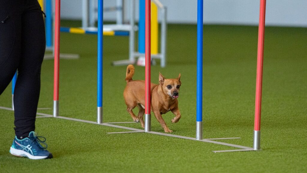 Konzentriert läuft der kleine Hund Pedro den Slalom im Agility. Hundesportlerin Lisa North läuft neben ihn im Parcour.
