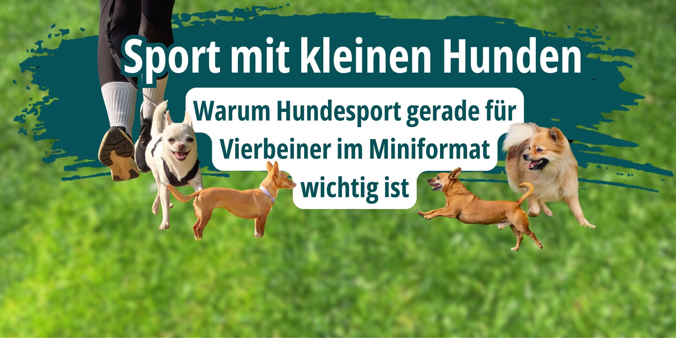 Sport mit kleinen Hunden – Warum Hundesport gerade für Vierbeiner im Miniformat wichtig ist.