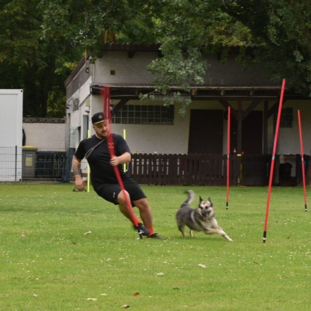 Marcel Sobotta läuft mit seinem Hund durch einen Slalomparcours auf einer Wiese beim Turnierhundsport-Training.