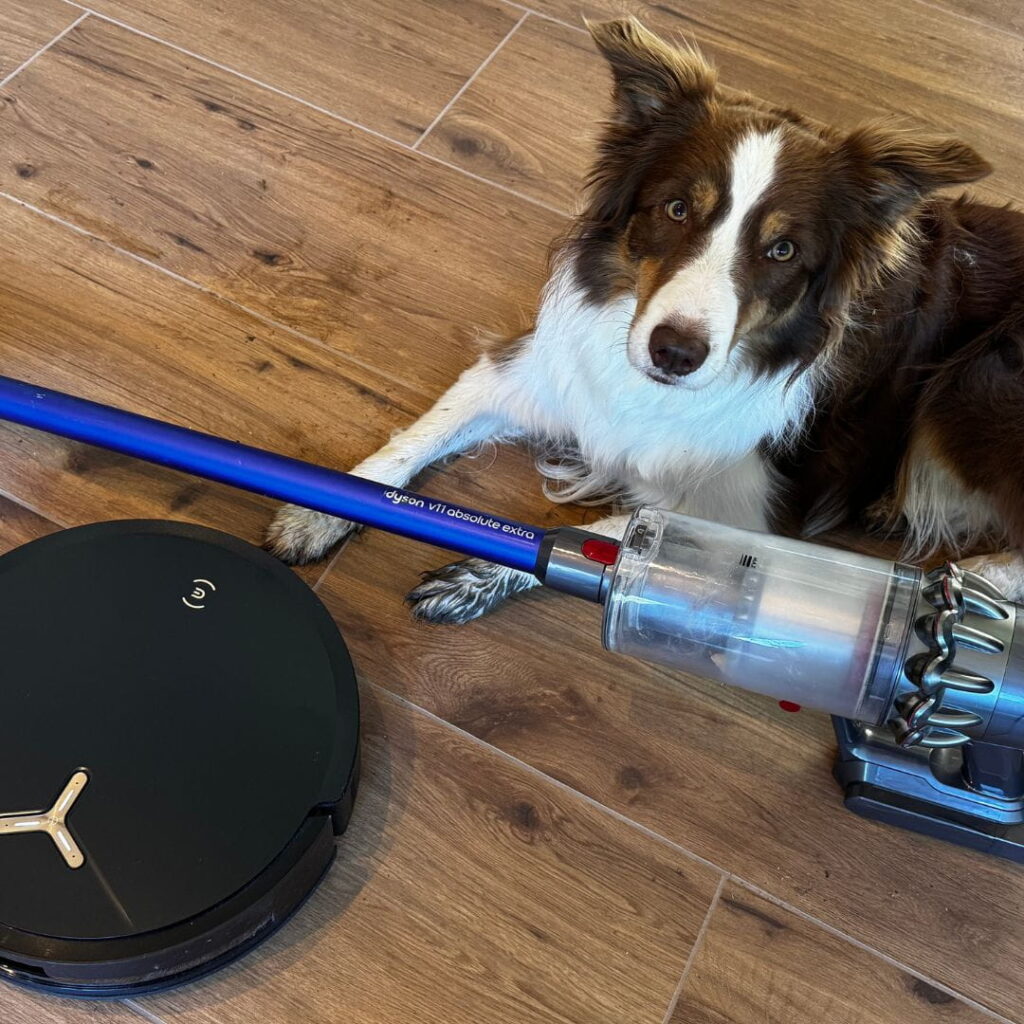 Border Collie mit Dyson V11 Absolute Extra und Ecovacs Deebot X5 Omni – unsere Kombination gegen Hundehaare im Alltag.