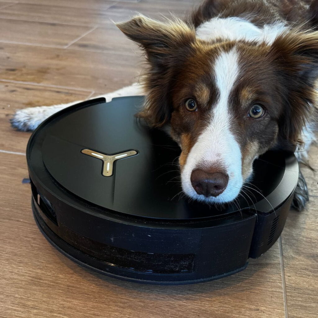 Border Collie mit dem Ecovacs Deebot X5 Omni Saug-Wischroboter im Hundehaushalt.